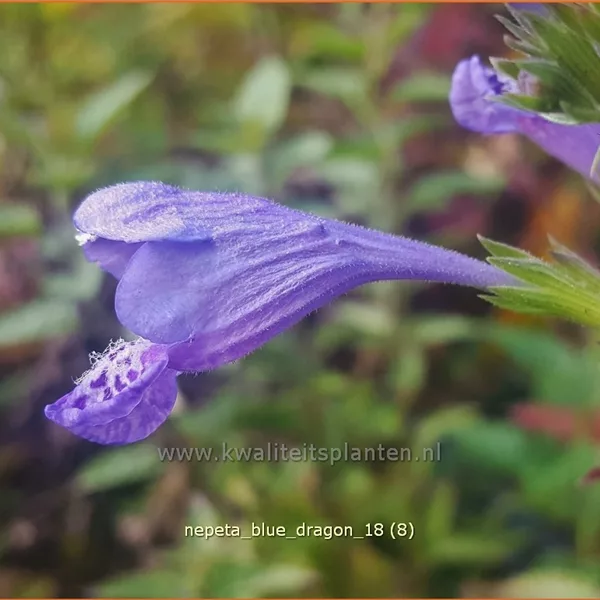 Nepeta yunnanensis 'Blue Dragon'