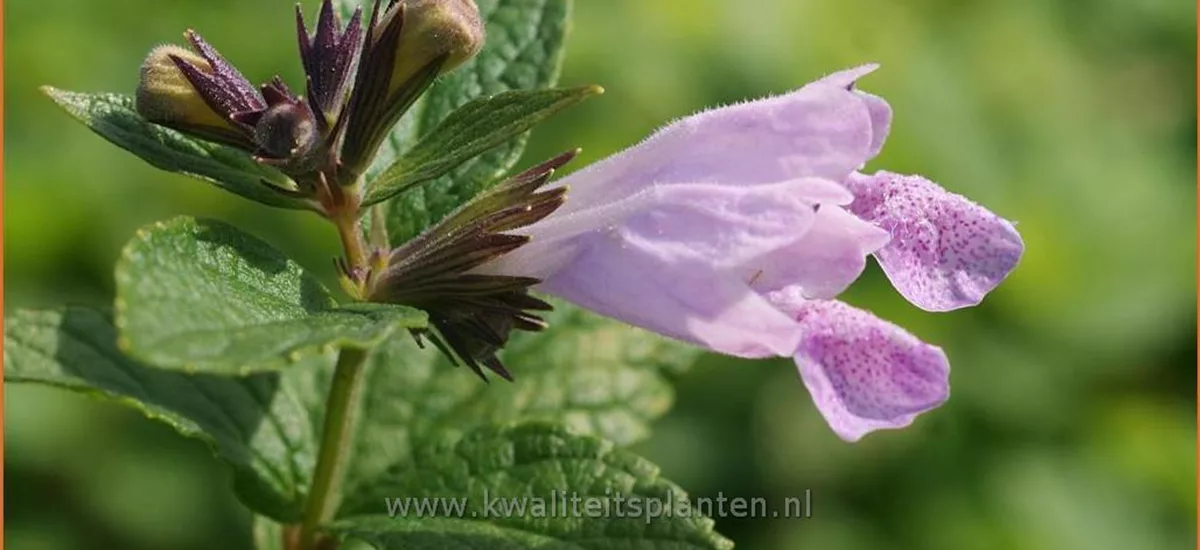 Nepeta subsessilis 'Sweet Dreams'