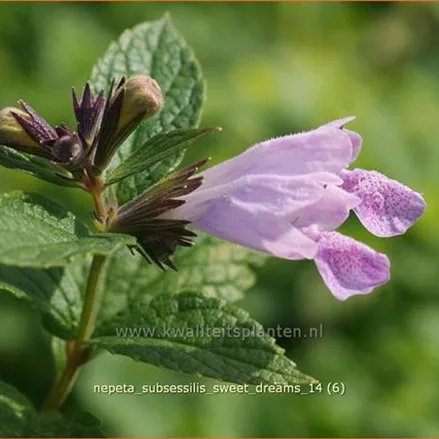 Nepeta subsessilis 'Sweet Dreams'