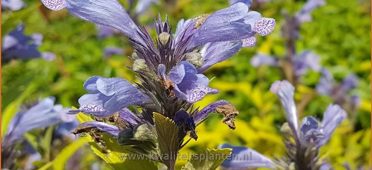 Nepeta subsessilis 'Washfield'