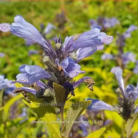 Nepeta subsessilis 'Washfield'