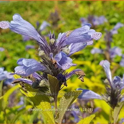 Nepeta subsessilis 'Washfield'