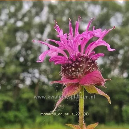 Monarda fistulosa 'Aquarius'