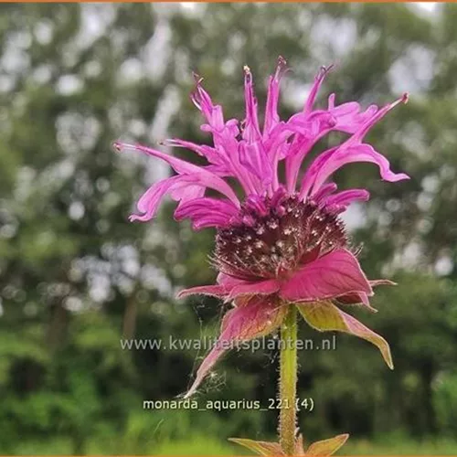 Monarda fistulosa 'Aquarius'