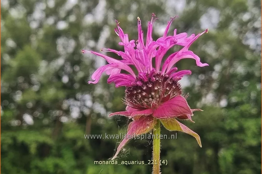 Monarda fistulosa 'Aquarius'