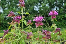 Monarda fistulosa 'Aquarius'
