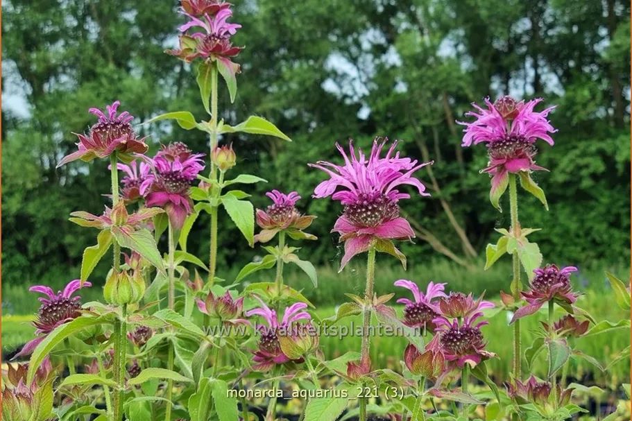 Monarda fistulosa 'Aquarius'