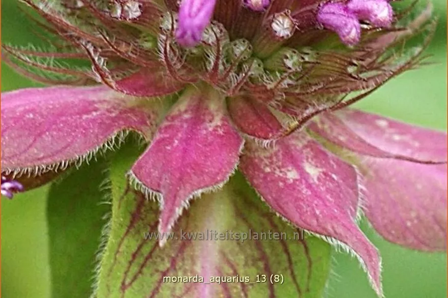 Monarda fistulosa 'Aquarius'