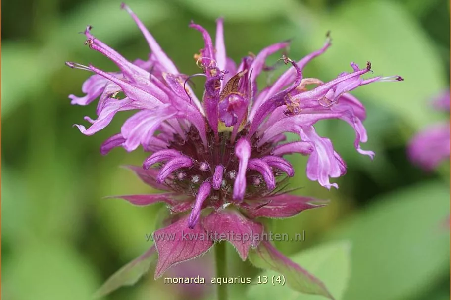 Monarda fistulosa 'Aquarius'