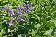 Nepeta 'Weinheim Big Blue'
