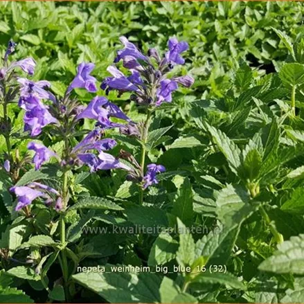 Nepeta 'Weinheim Big Blue'