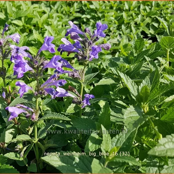 Nepeta 'Weinheim Big Blue'