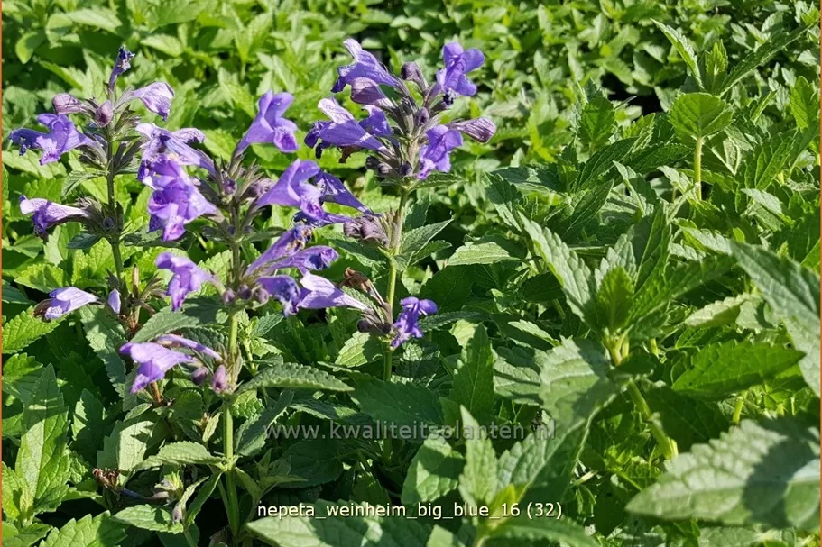 Nepeta 'Weinheim Big Blue'
