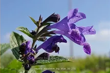 Nepeta 'Weinheim Big Blue'
