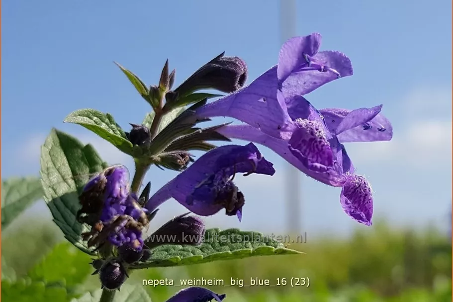 Nepeta 'Weinheim Big Blue'