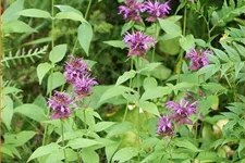 Monarda fistulosa 'Aquarius'
