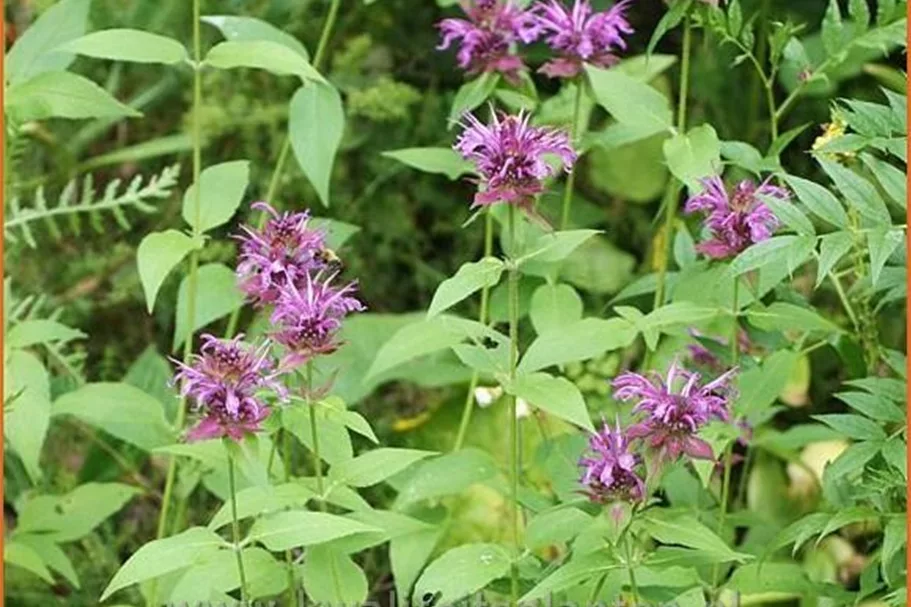 Monarda fistulosa 'Aquarius'