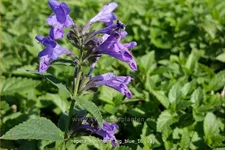 Nepeta 'Weinheim Big Blue'