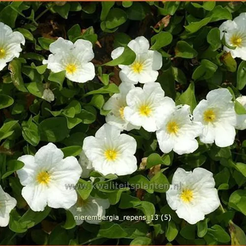 Nierembergia repens