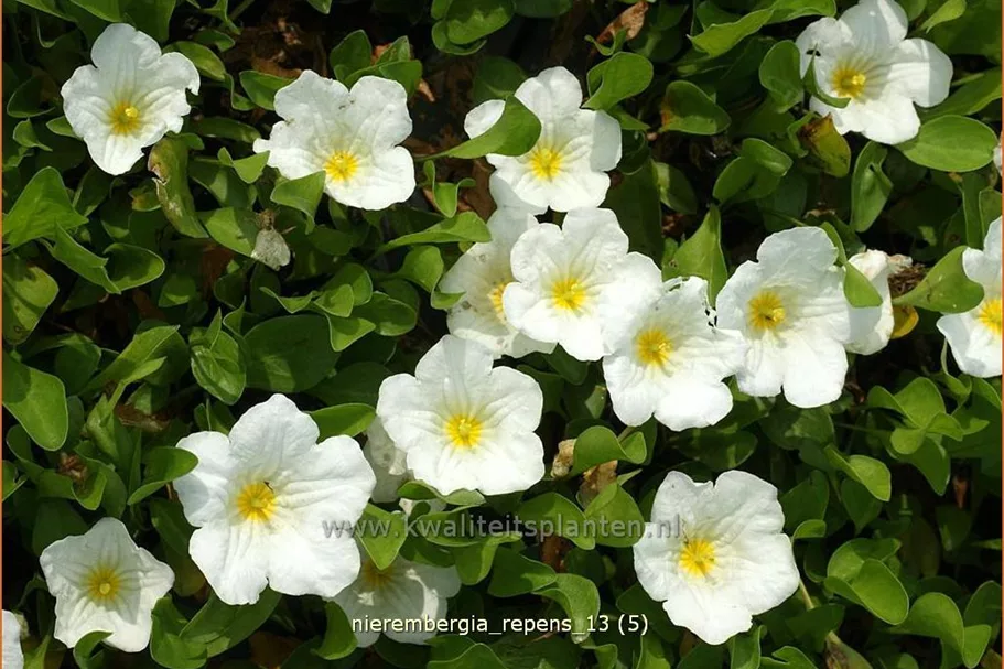 Nierembergia repens