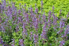 Nepeta 'Cat's Pajamas'