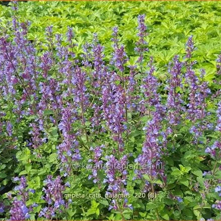 Nepeta 'Cat's Pajamas'