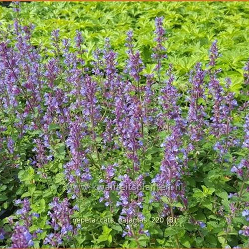 Nepeta 'Cat's Pajamas'