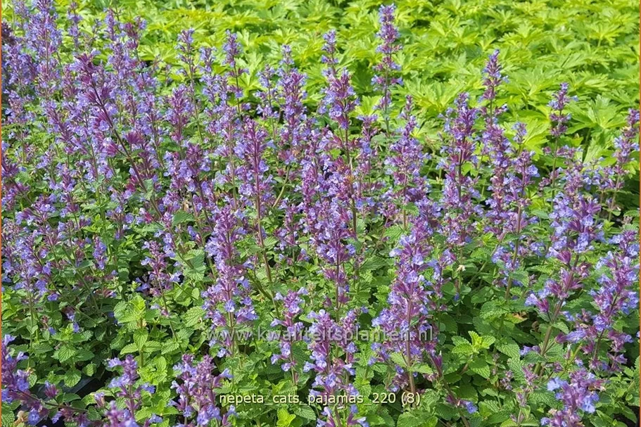 Nepeta 'Cat's Pajamas'
