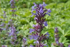 Nepeta 'Cat's Pajamas'