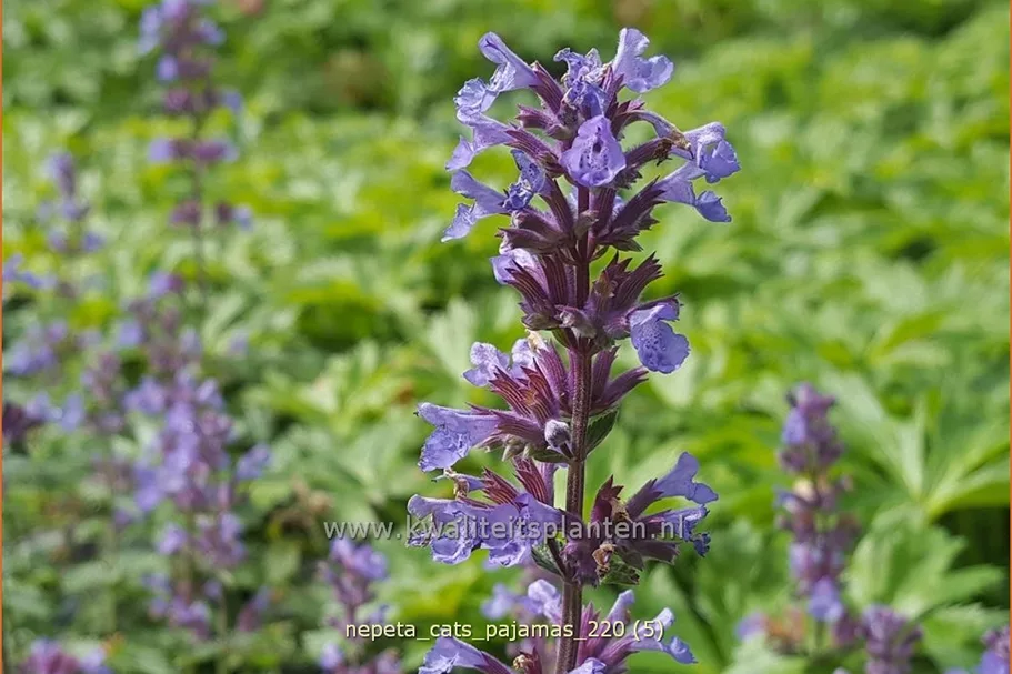 Nepeta 'Cat's Pajamas'