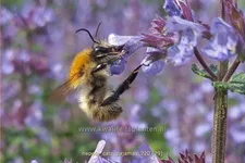 Nepeta 'Cat's Pajamas'