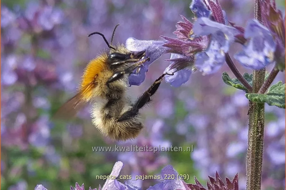 Nepeta 'Cat's Pajamas'