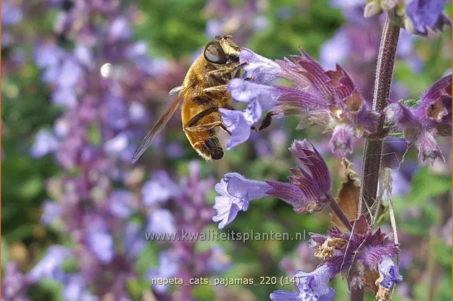 Nepeta 'Cat's Pajamas'