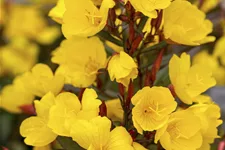 Oenothera macrocarpa