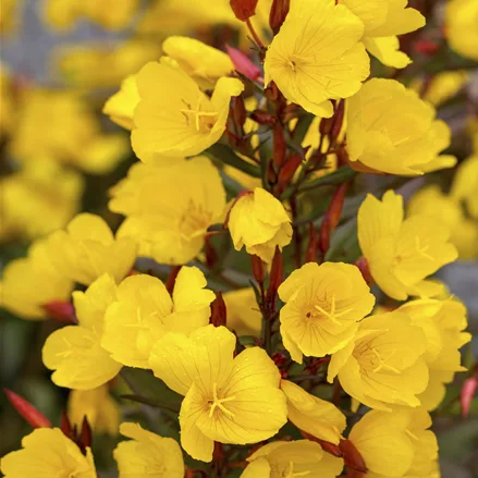 Oenothera macrocarpa