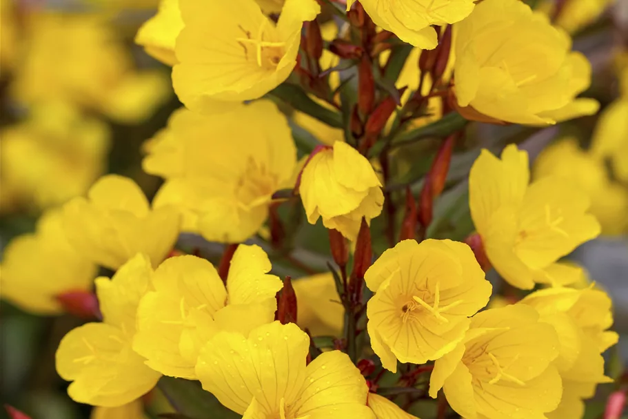 Oenothera macrocarpa