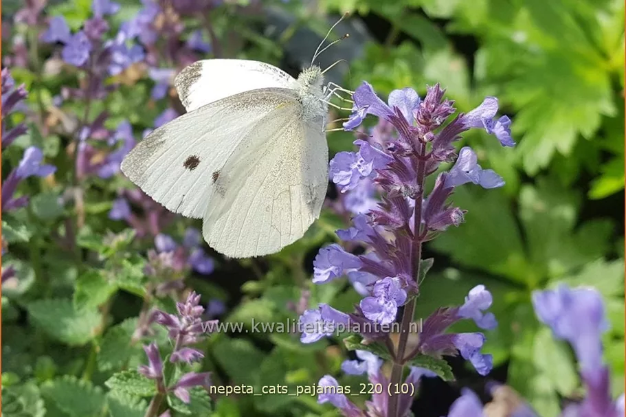 Nepeta 'Cat's Pajamas'