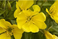 Oenothera biennis