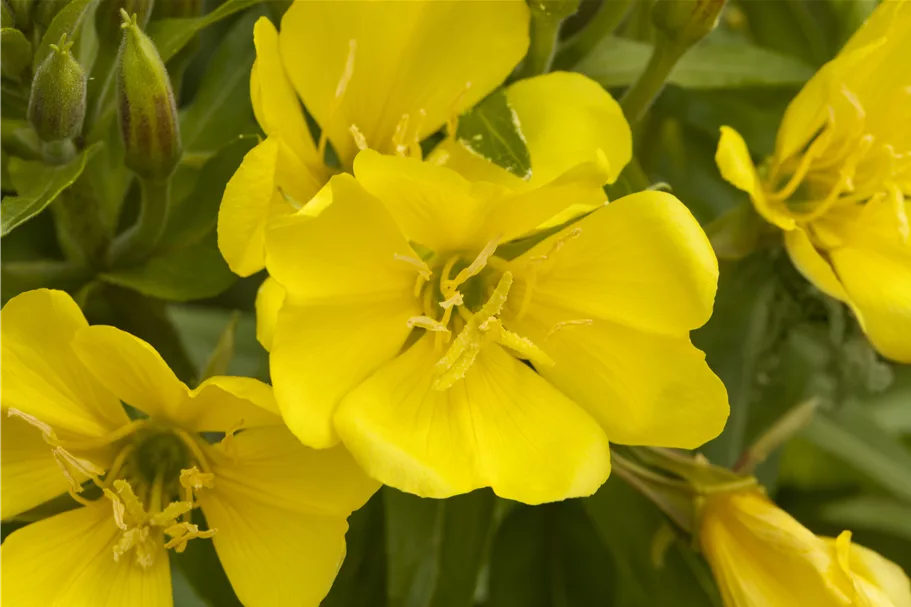 Oenothera biennis
