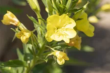 Oenothera biennis