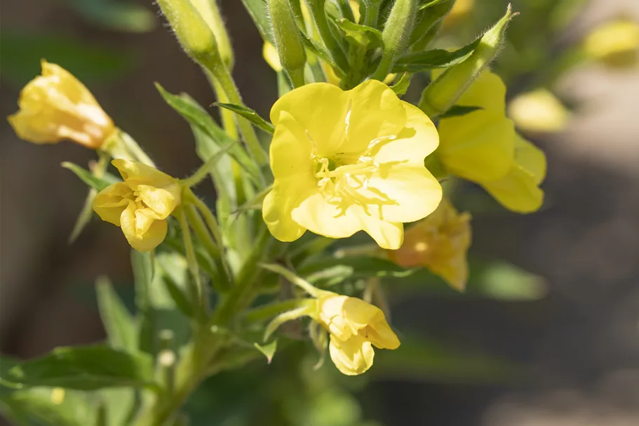 Oenothera biennis