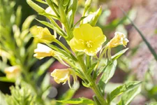 Oenothera biennis