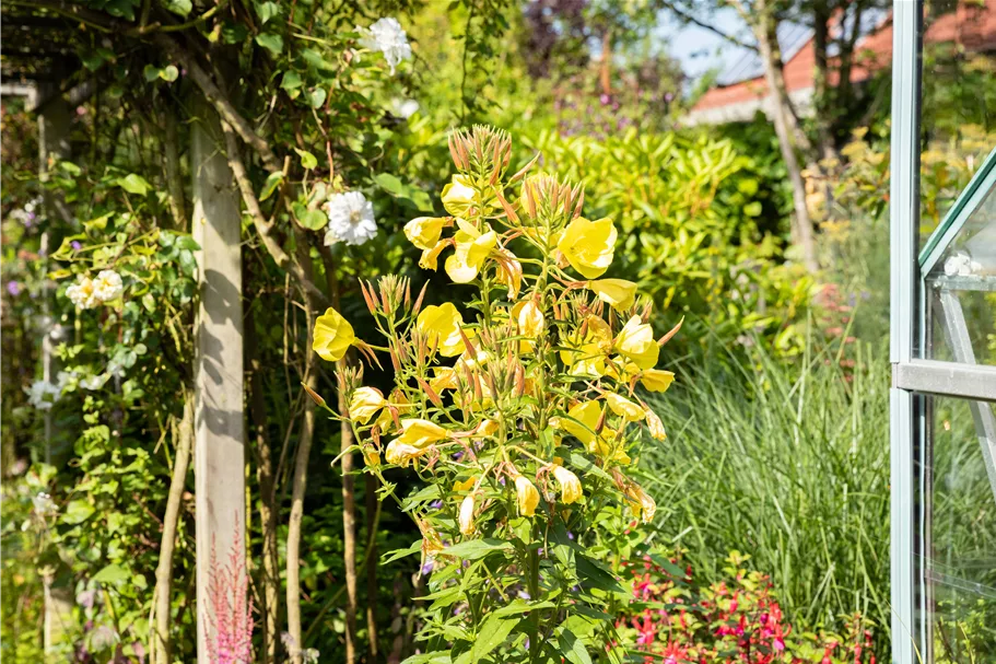 Oenothera biennis