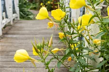 Oenothera biennis