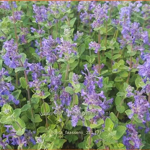 Nepeta faassenii