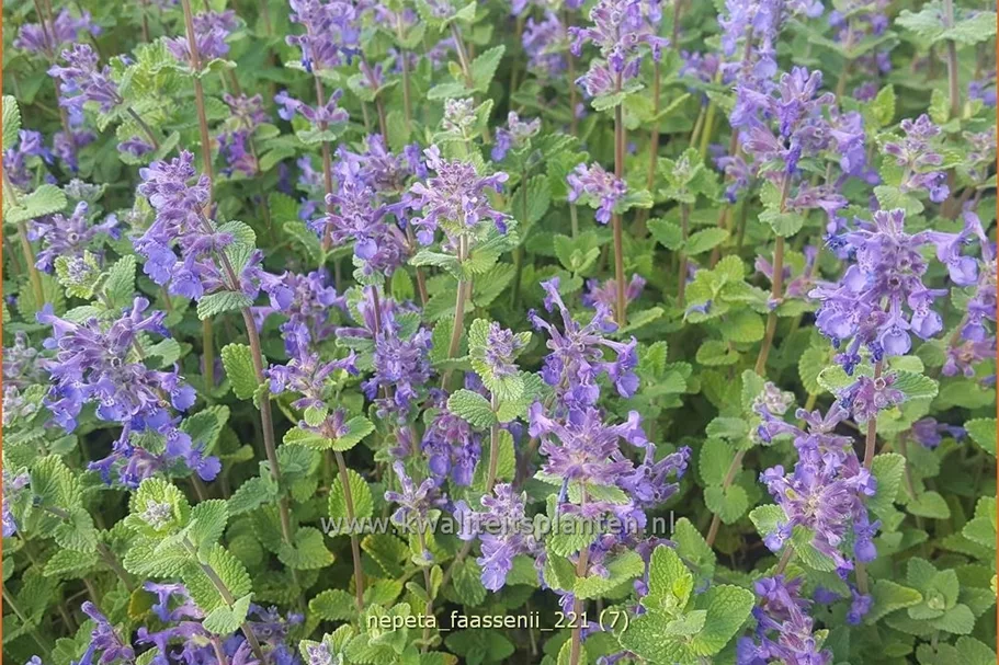 Nepeta faassenii