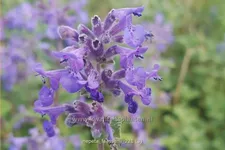 Nepeta faassenii