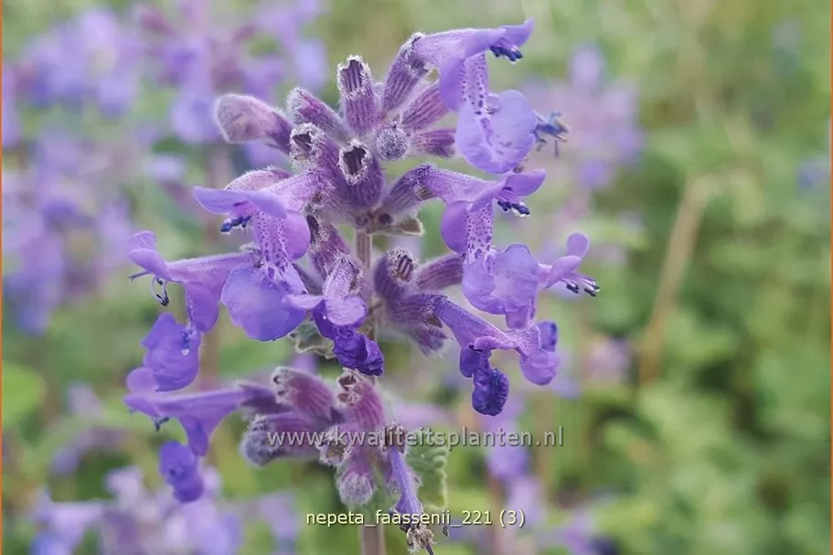 Nepeta faassenii