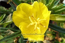 Oenothera fruticosa