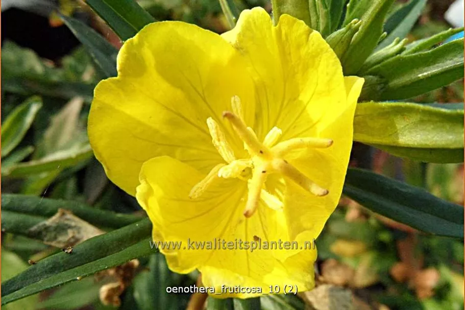 Oenothera fruticosa
